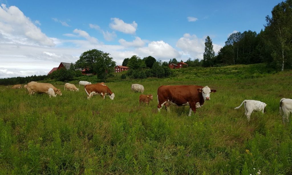 Alsrums Herregård Ko