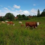 Alsrums Herregård Ko