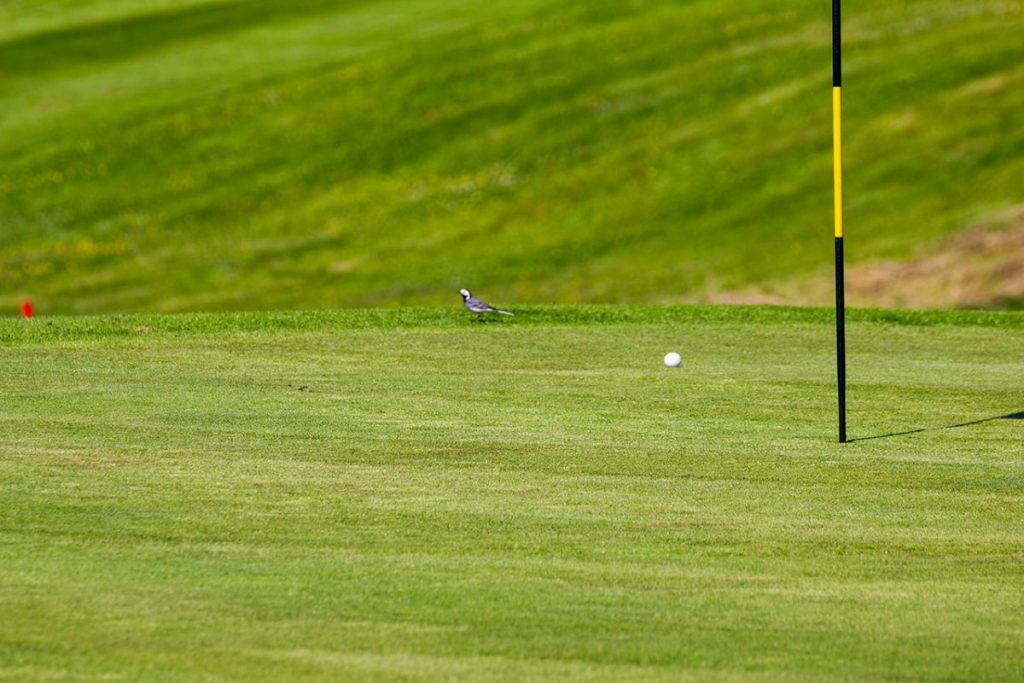 eda golfklubb