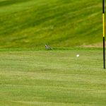 eda golfklubb