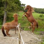 Buars